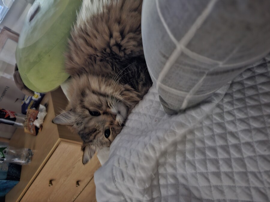 요즘 동거 코고는 소리 때문에 너무 힘들다..(인증)_14.jpg