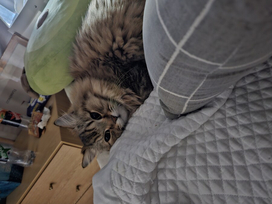 요즘 동거 코고는 소리 때문에 너무 힘들다..(인증)_15.jpg