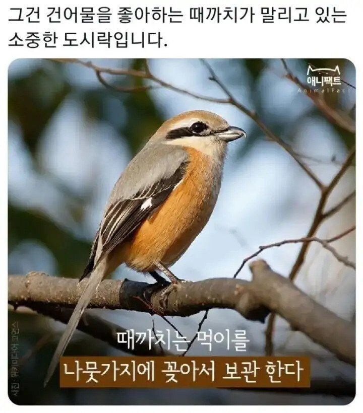 한국 산속 괴담)등산할때 절때 건들면 안되는것_2.jpg