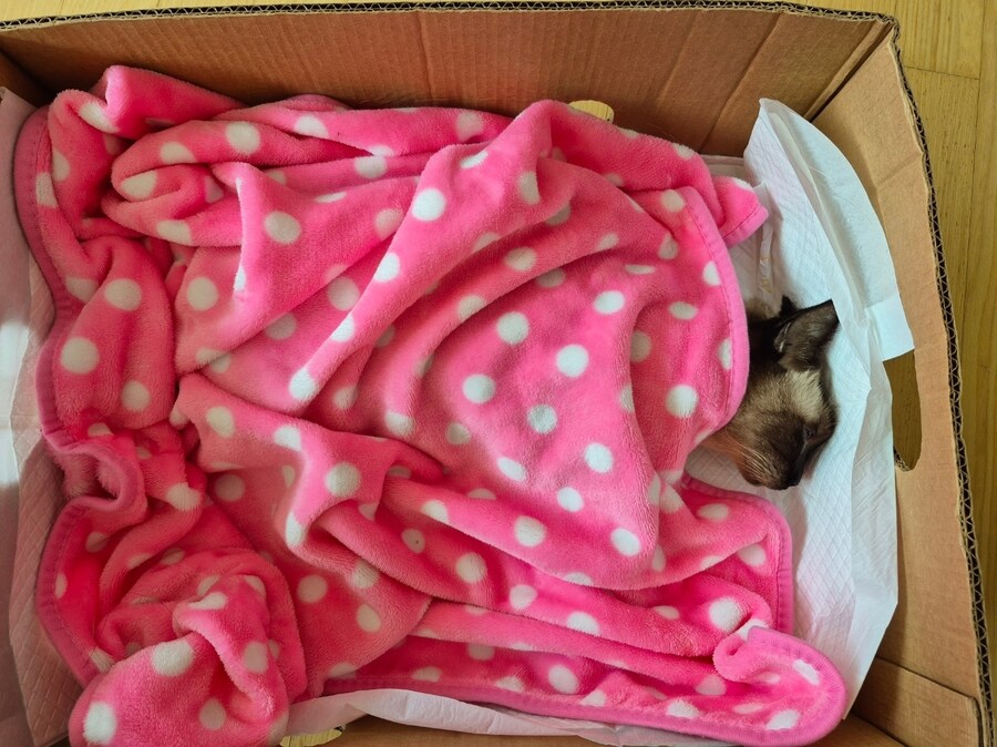 연순이(19세)가 무지개 다리를 건넜습니다._1.jpg