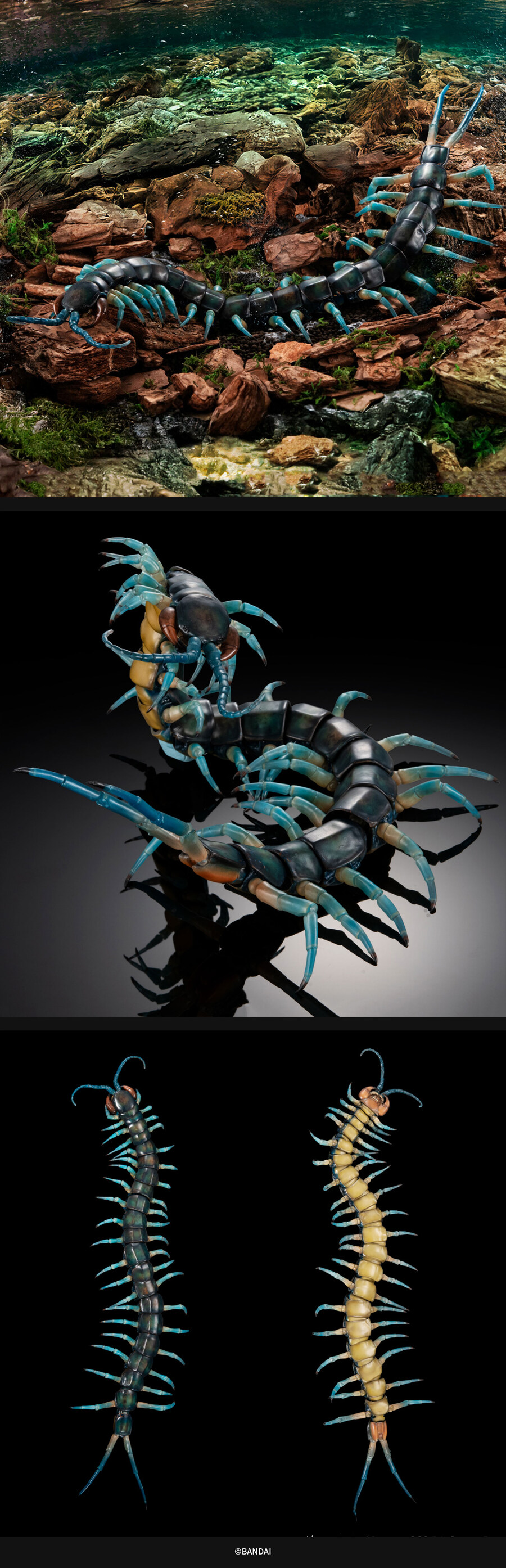 [반남코몰] 생물대도감 스콜로펜드라 알키오나, 쌍살벌_3.jpg