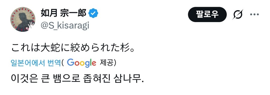 일본에서 발견된 큰 뱀이 꽈리를 튼 삼나무_1.jpg