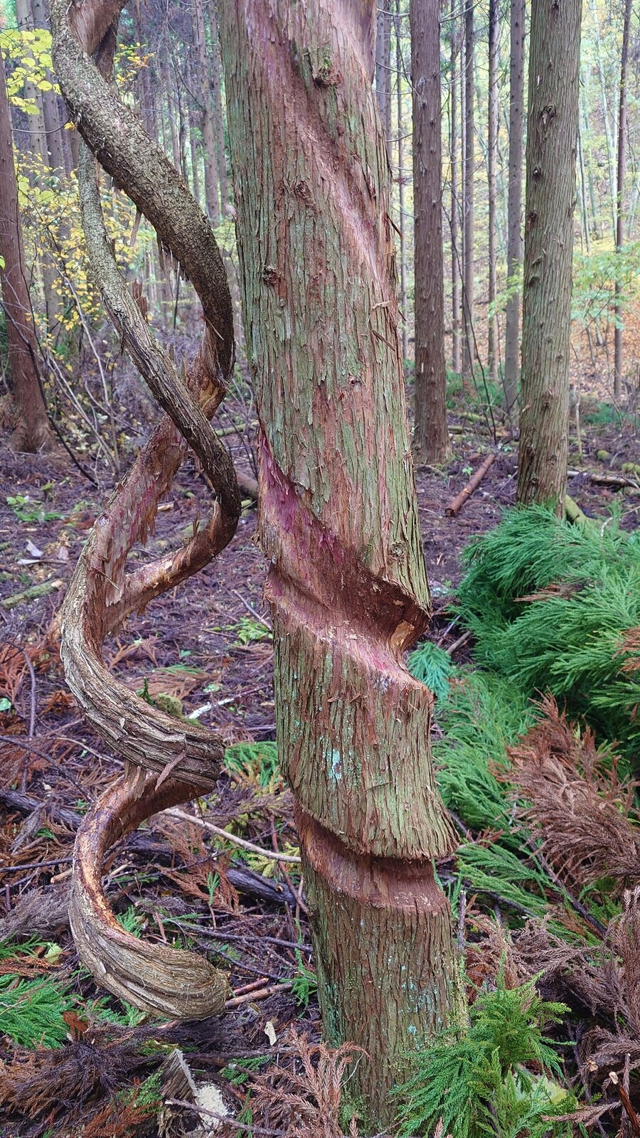 일본에서 발견된 큰 뱀이 꽈리를 튼 삼나무_2.jpg