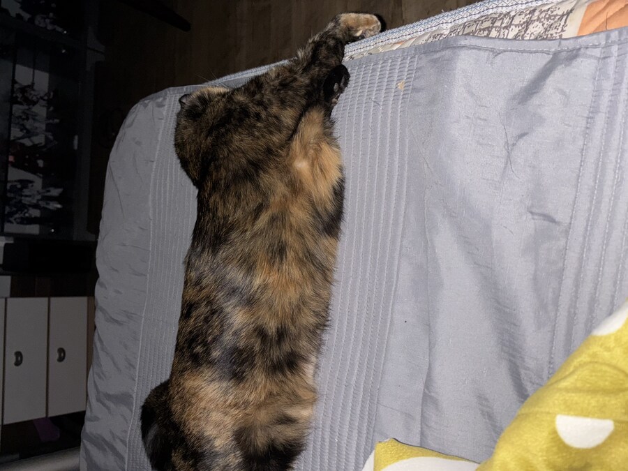 우리집 고우앵이_4.jpg