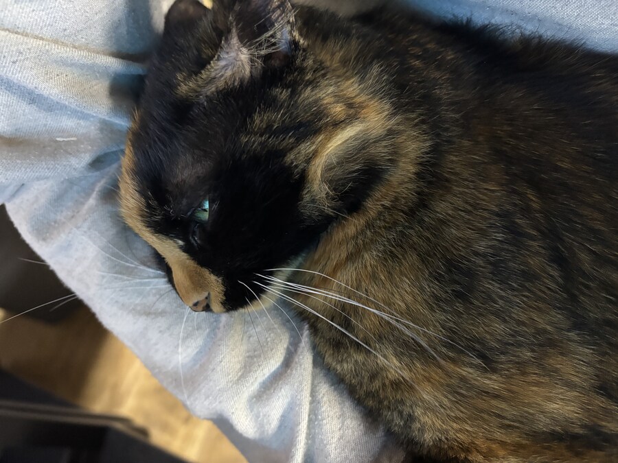 우리집 고우앵이_7.jpg