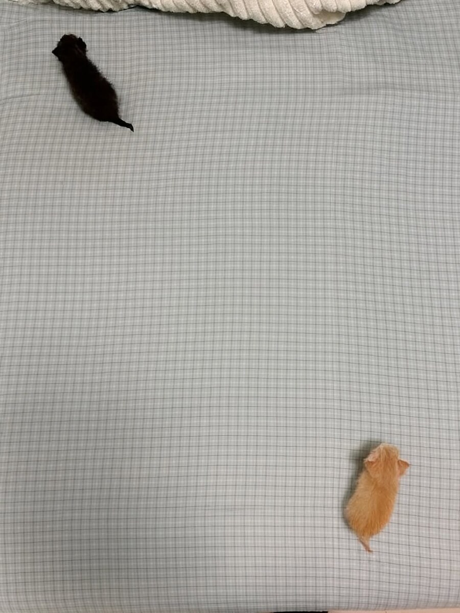 침대에 흘린 조랭이떡 두개.jpg_2.jpg