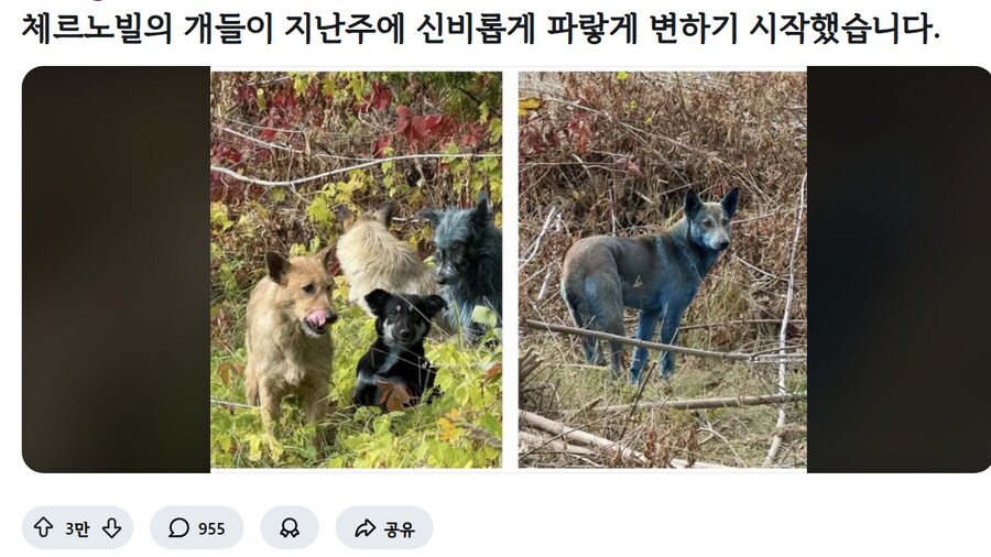 체르노빌 근처 개들이 파랗게 변함 ㄷㄷㄷ_1.png