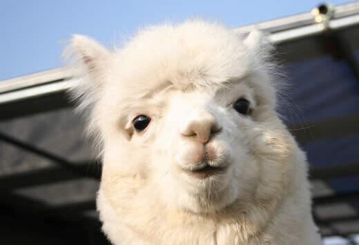 롤) 하늘에서 데프트도 흐뭇하게 지켜볼거야.._1.jpg