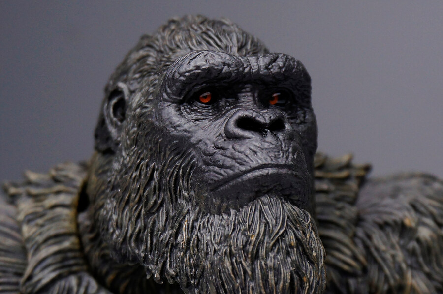 히야토이즈 콩 (고질라X콩)_5.jpg