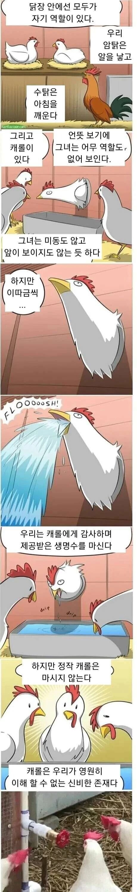 닭장 안의 캐롤_1.jpg