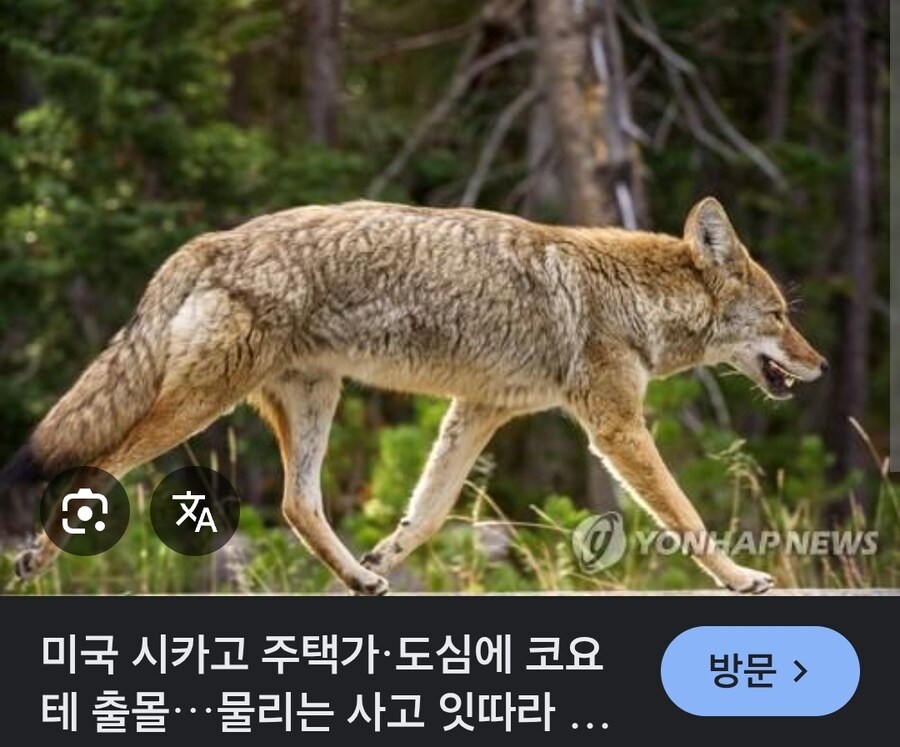 가축을 습격한 코요테 퇴치하는 미국인 여성_2.jpg