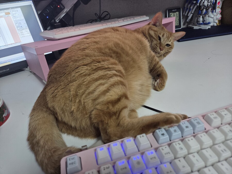 애교만 부리면 뭐든지 해결되는 짐승_1.jpg