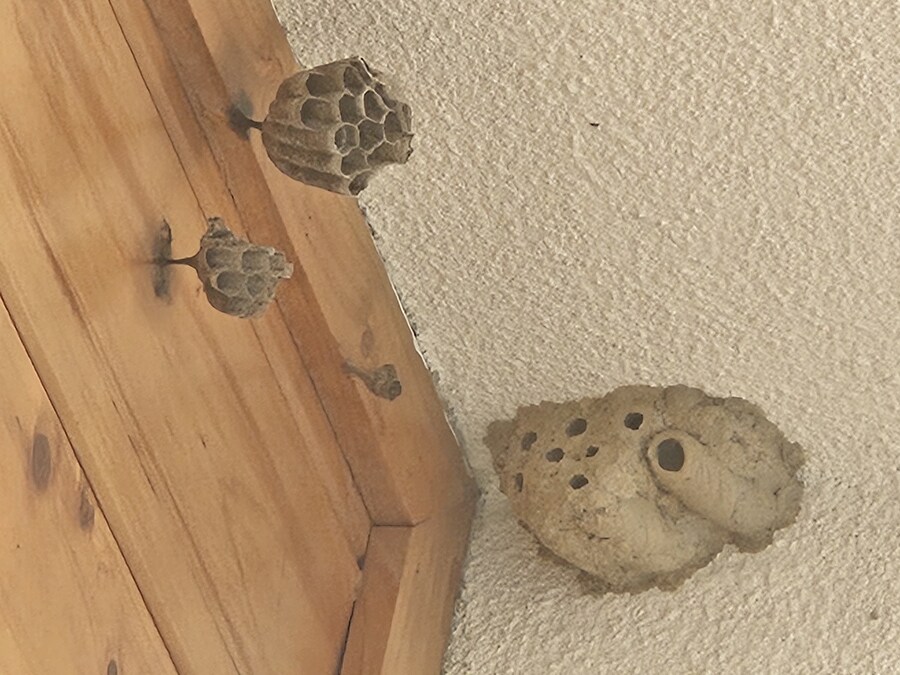 말벌집 신고 119 맞지?_1.jpg