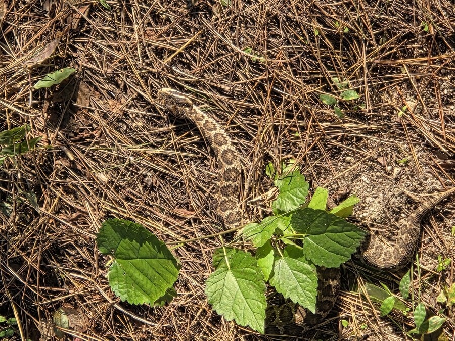 야생의 뱀이 나타남 ㄷㄷㄷ_1.jpg