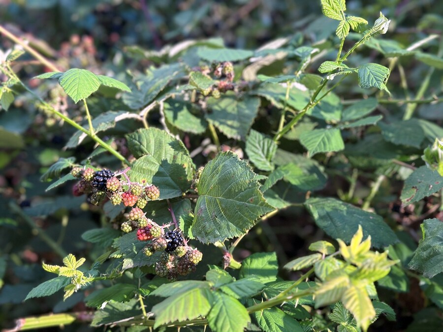 8월의 먹고살기_11.jpg