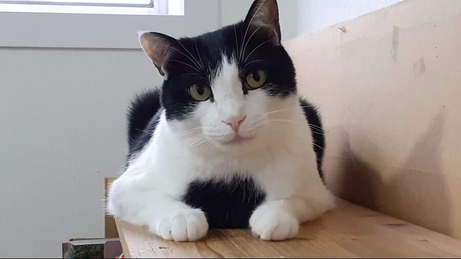 포켓몬 디지몬 경쟁이 고조되는 와중 내 상황_1.jpg