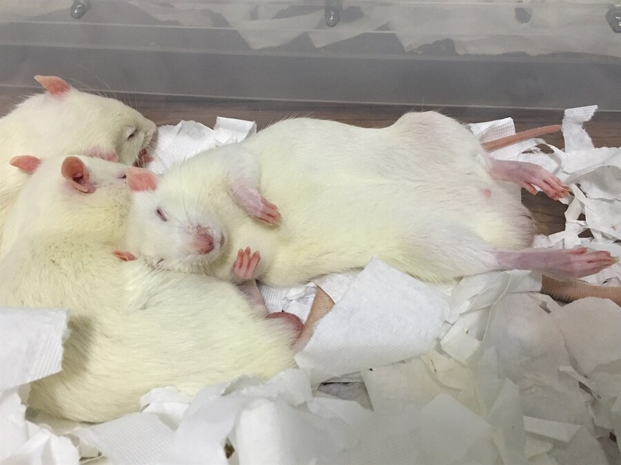 짤약혐) 스티븐 킹 단편 호러 SF소설 '조운트'.jpg_3.jpg