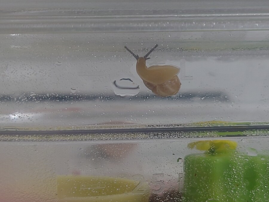 우리집 애기달팽이 좀 보고 가_5.jpg