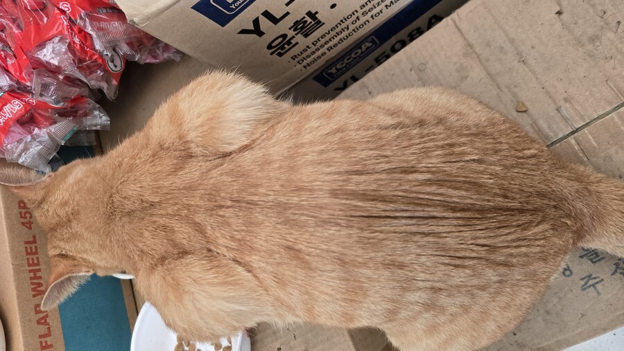 일터에 밥 먹으러 오는 고양이 3_3.jpg