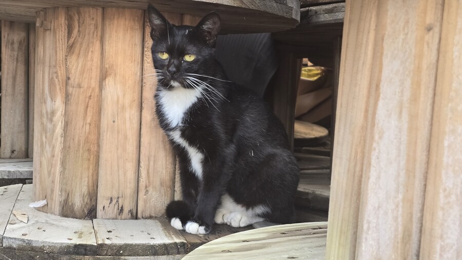 일터에 밥 먹으러 오는 고양이 3_12.jpg