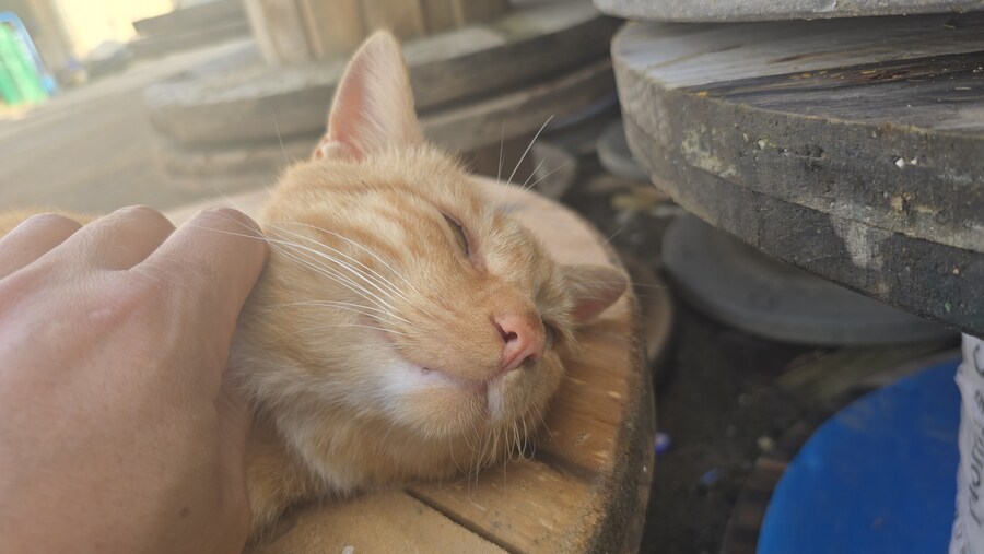 일터에 밥 먹으러 오는 고양이 3_13.jpg