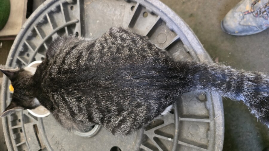 일터에 밥 먹으러 오는 고양이 3_15.jpg