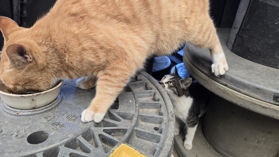 일터에 밥 먹으러 오는 고양이 3_16.jpg