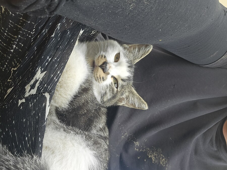 일터에 밥 먹으러 오는 고양이 3_20.jpg