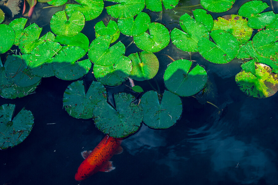 푸른 눈의 여친과의 갈때까지 '간사이' 여행_118.jpg