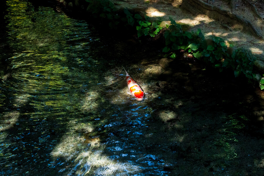 푸른 눈의 여친과의 갈때까지 '간사이' 여행_123.jpg