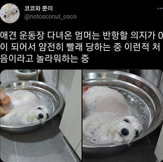 애견 운동장 다녀온 강아지는 반항할 의지가 없음_1.jpg