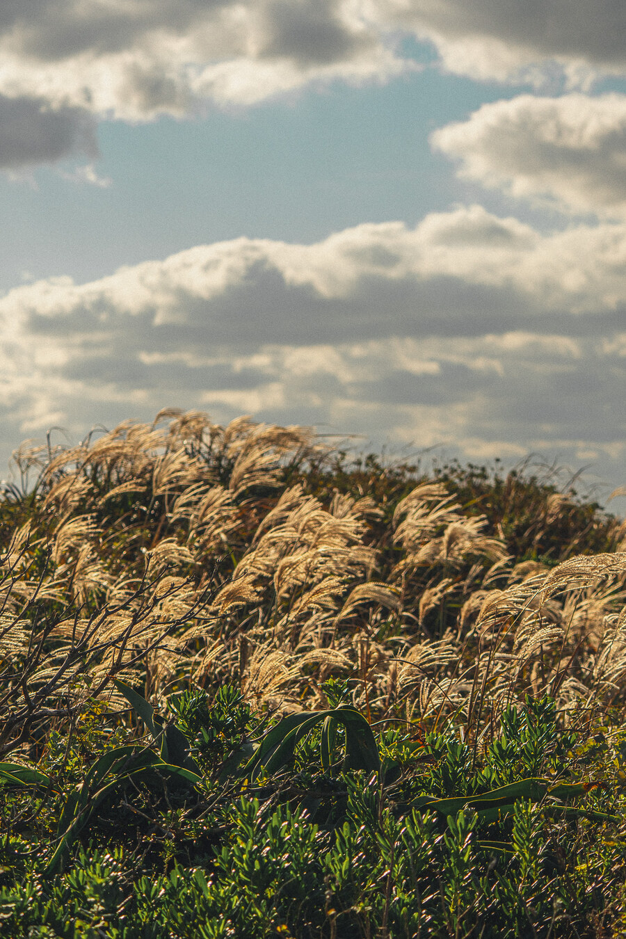 (스압)제주도 댕겨왓습니당_18.jpg