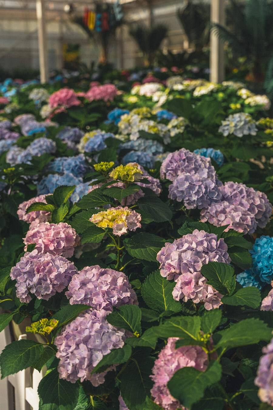 (스압)제주도 댕겨왓습니당_34.jpg