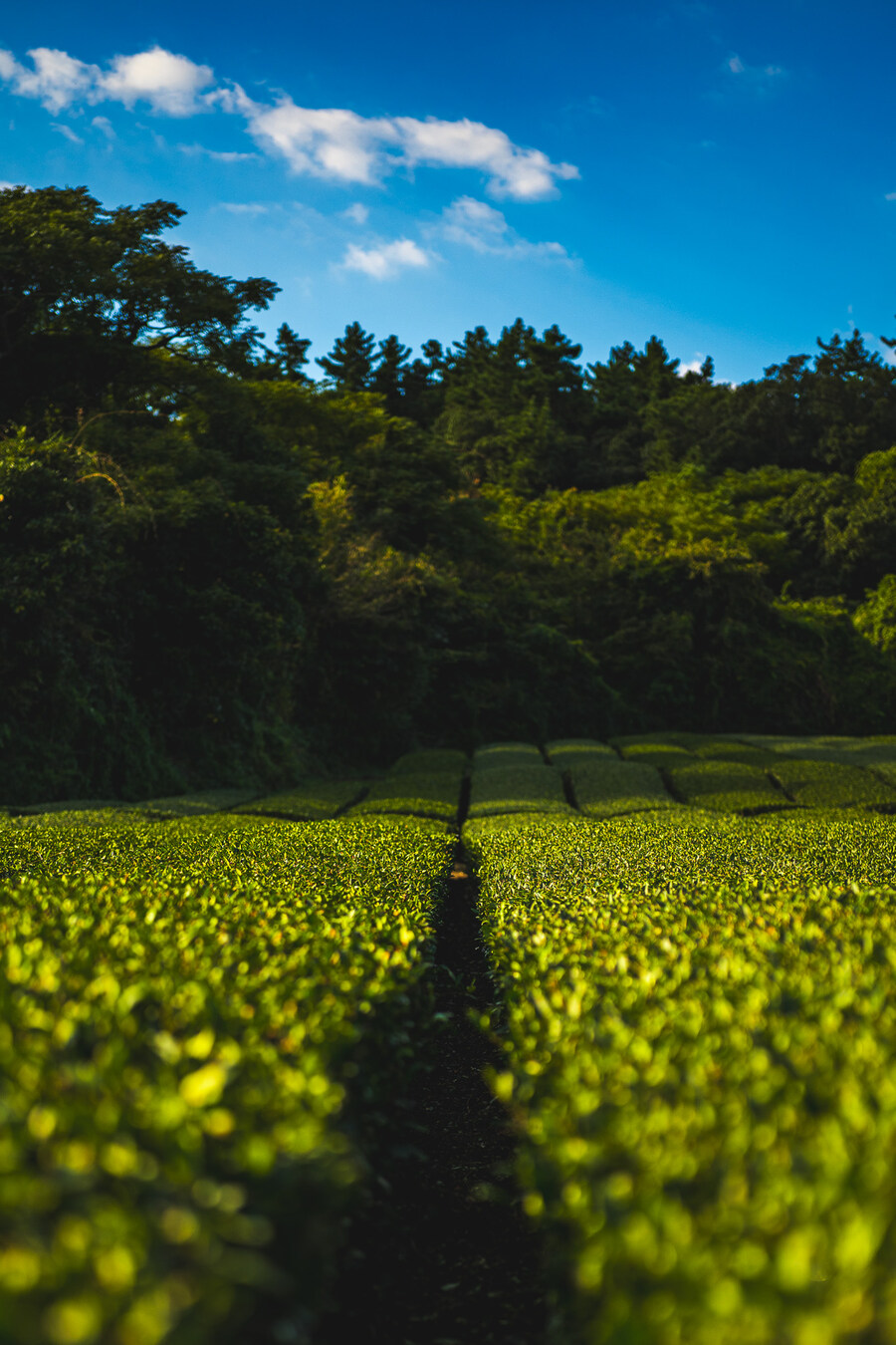 (스압)제주도 댕겨왓습니당_105.jpg