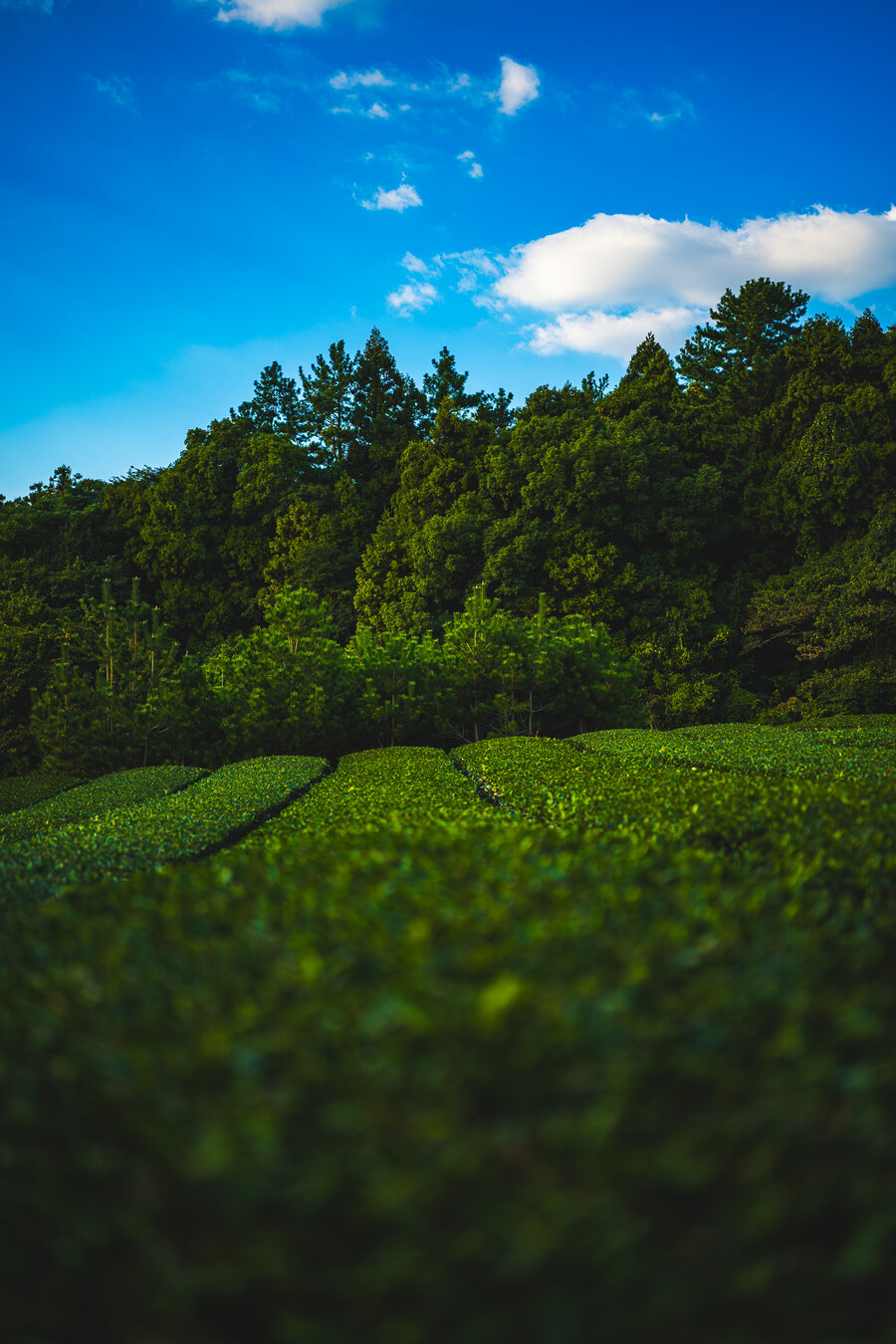 (스압)제주도 댕겨왓습니당_109.jpg