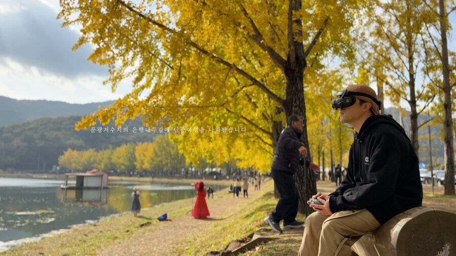 [실시간 단풍] 11월 2일 문광저수지, 은행나무 황금빛 절정 바로 직전!_3.jpg