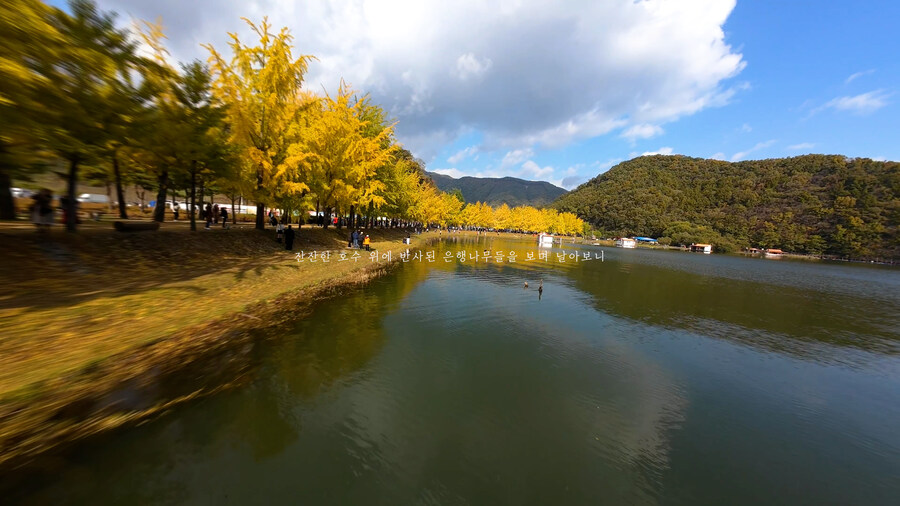 [실시간 단풍] 11월 2일 문광저수지, 은행나무 황금빛 절정 바로 직전!_6.jpg