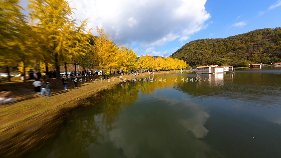 [실시간 단풍] 11월 2일 문광저수지, 은행나무 황금빛 절정 바로 직전!_7.jpg