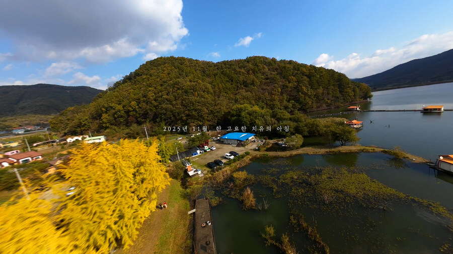 [실시간 단풍] 11월 2일 문광저수지, 은행나무 황금빛 절정 바로 직전!_8.jpg