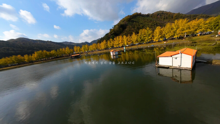 [실시간 단풍] 11월 2일 문광저수지, 은행나무 황금빛 절정 바로 직전!_9.jpg