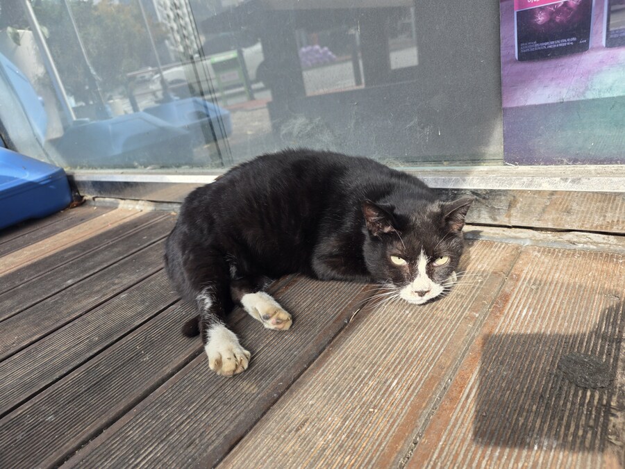 단골집 고양이들_2.jpg