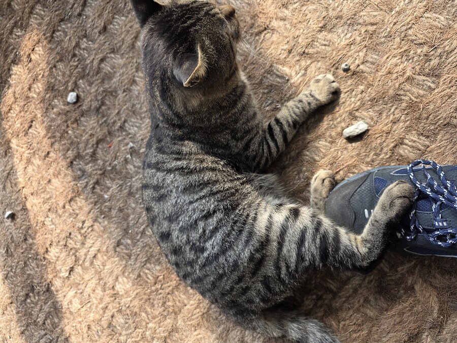 단골집 고양이들_3.jpg