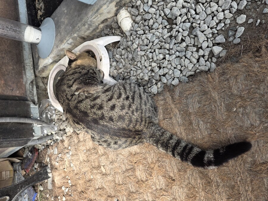 단골집 고양이들_5.jpg