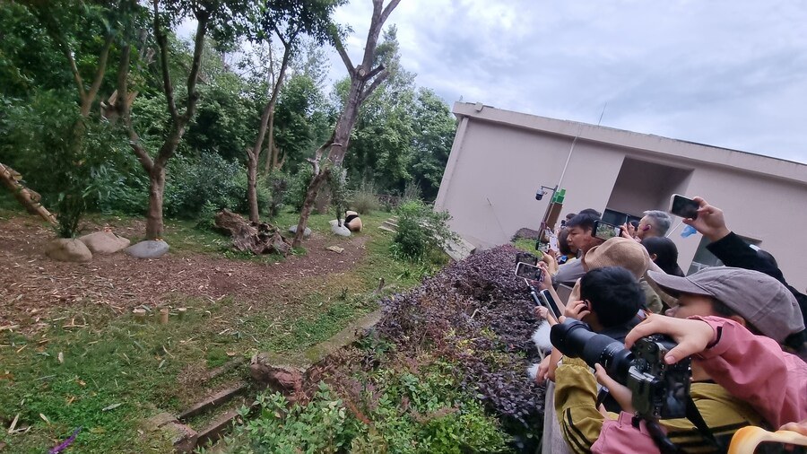성도(청두)에서 팬더보고 왔습니다._14.jpg