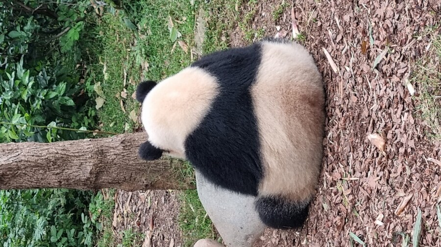 성도(청두)에서 팬더보고 왔습니다._15.jpg