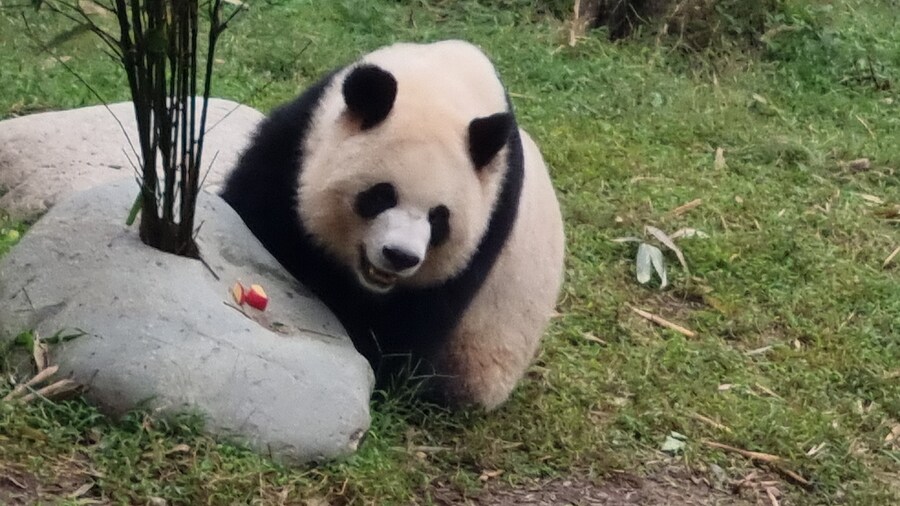 성도(청두)에서 팬더보고 왔습니다._17.jpg