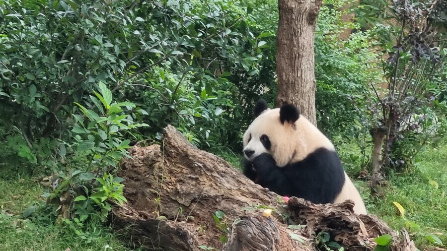 성도(청두)에서 팬더보고 왔습니다._18.jpg