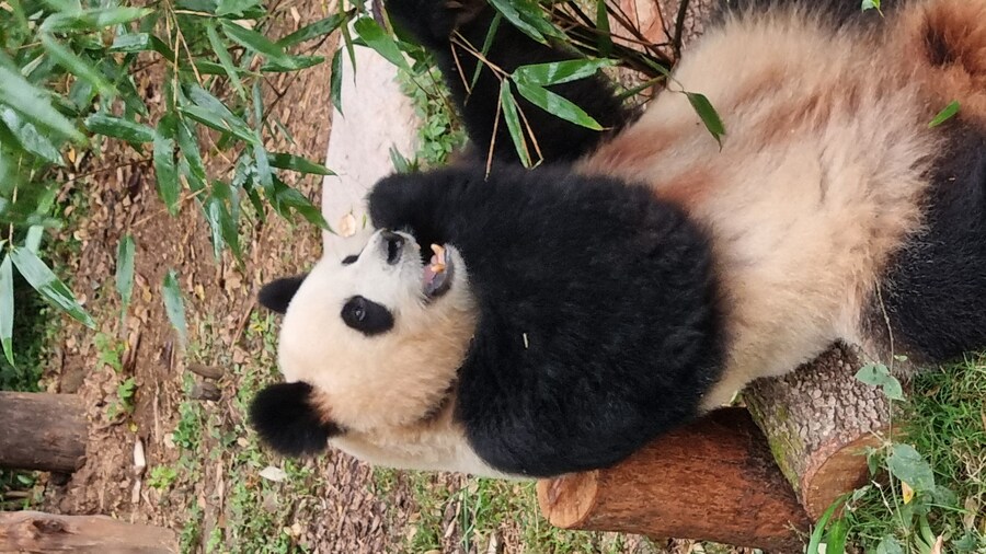 성도(청두)에서 팬더보고 왔습니다._26.jpg