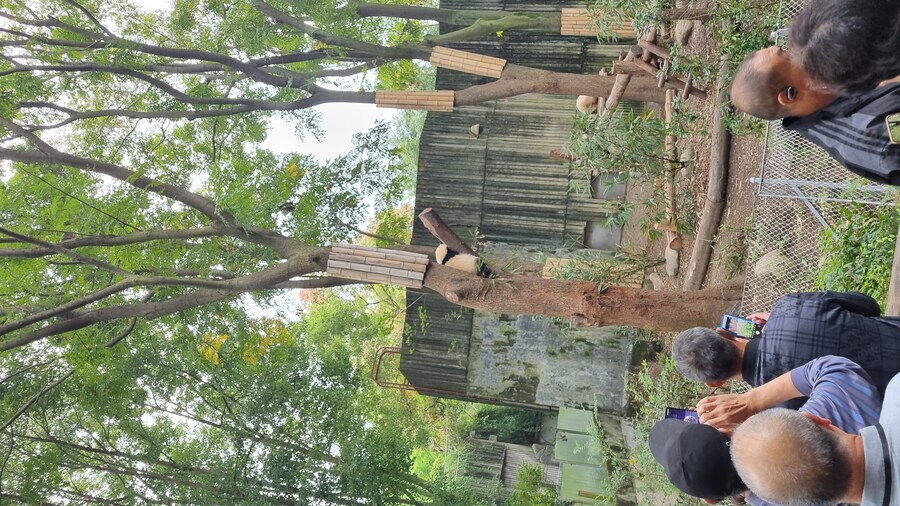 성도(청두)에서 팬더보고 왔습니다._28.jpg