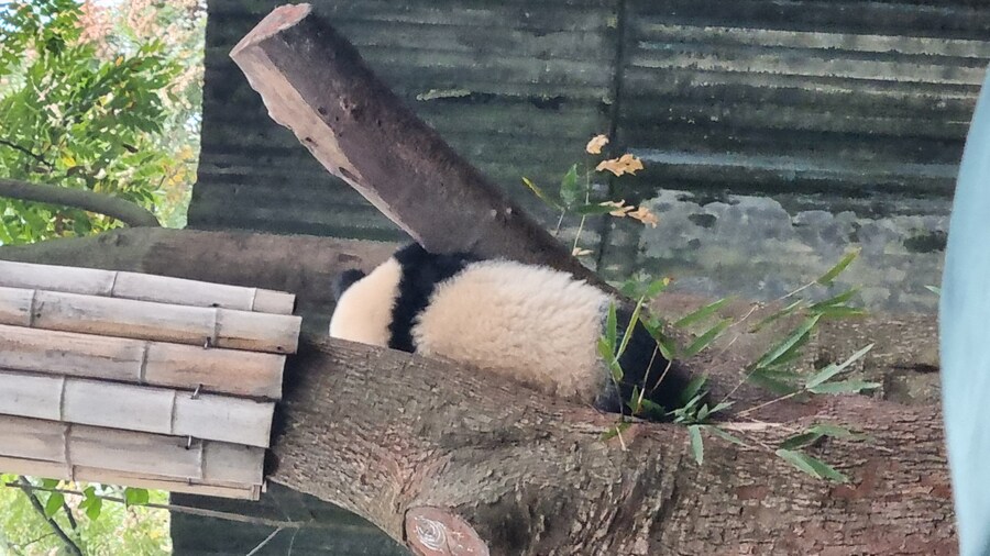 성도(청두)에서 팬더보고 왔습니다._30.jpg